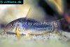 Palespotted corydoras, picture 5
