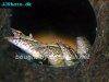 Peacock eel, picture 3