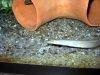 Peacock eel, picture 8