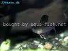 Rosy tetra, picture 2