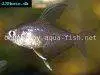 Rosy tetra, picture 3