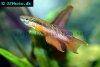 Splendid killifish picture 1