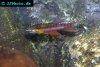 Splendid killifish picture 3