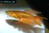 Splendid killifish picture 5