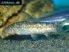 Yoyo loach, picture 5