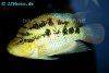 Yellow belly cichlid, picture 2