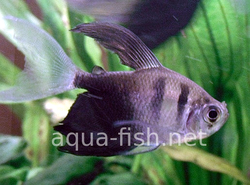 Black skirt tetras - long fin, picture 2