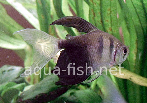 Black Skirt Tetras - long fin, picture 1