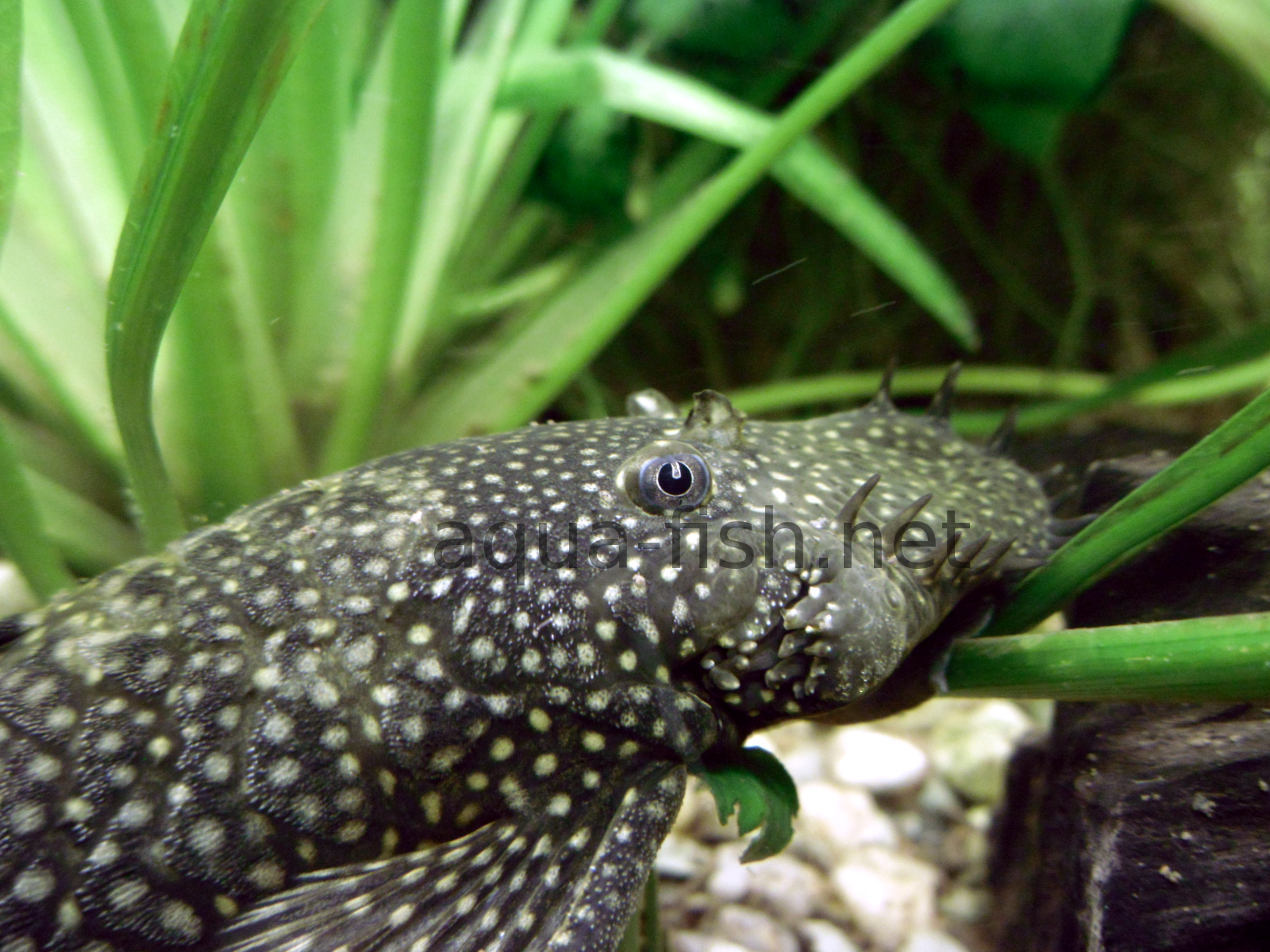 Forum And Expert Information On Caring For Bristlenose Catfish