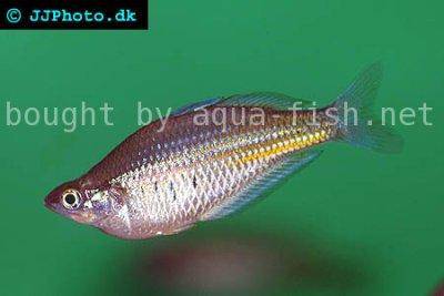 Ramu rainbowfish - Glossolepis ramuensis
