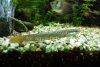 Senegal bichir, picture 7