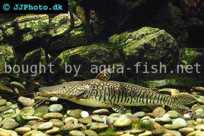 Tiger shovelnose catfish - Pseudoplatystoma fasciatum
