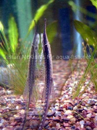 Whiptail catfish - Farlowella acus