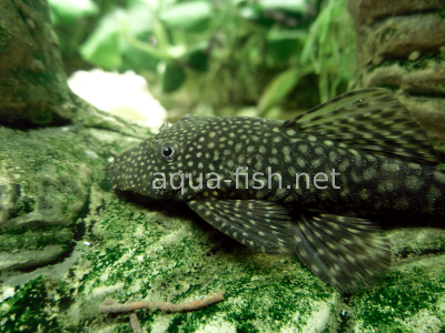 Bristlenose catfish detailed picture 2