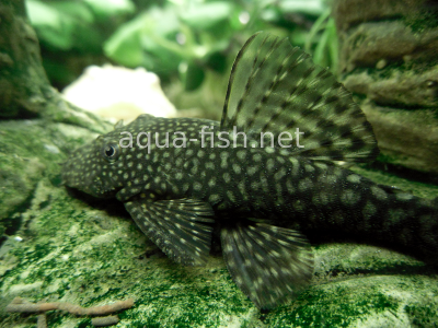 Bristlenose catfish detailed picture 3