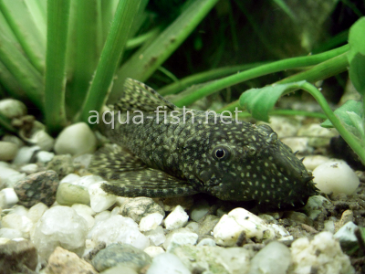 Bristlenose catfish detailed picture 4