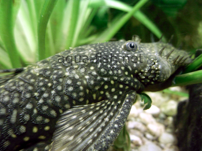 Bristlenose catfish detailed picture 6