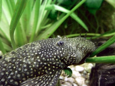 Bristlenose catfish detailed picture 7