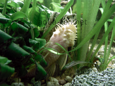 Bristlenose catfish detailed picture 8