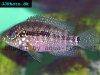 Jack dempsey cichlid, picture 9