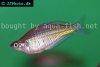 Ramu rainbowfish picture 1