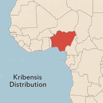 Natural range of Kribensis (Pelvicachromis pulcher) in West Africa