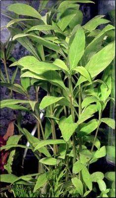 Hygrophila salicifolia (stricta)