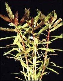 Ammania gracilis