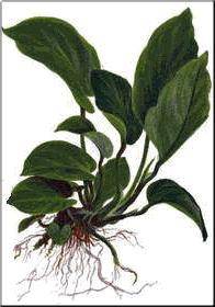 Anubias barteri “Caladiifolia” ‘1705’