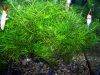 Rotala nanjenshan picture