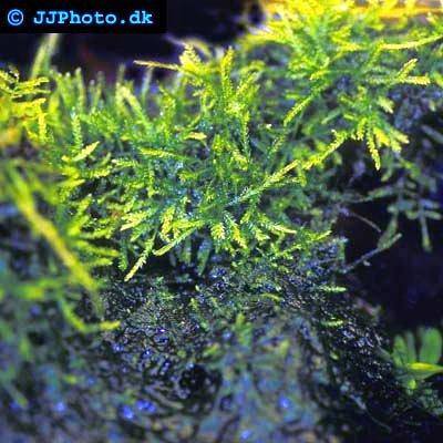 Java Moss (Vesicularia Dubyana)