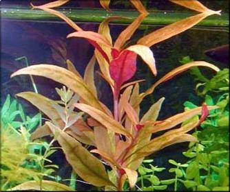 Alternanthera reineckii