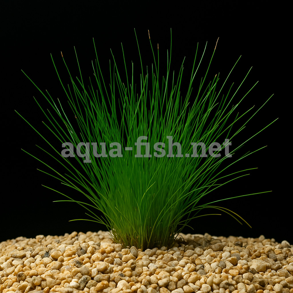 Eleocharis vivipara Eleocharis vivipara