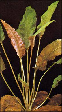 Cryptocoryne wendtii
