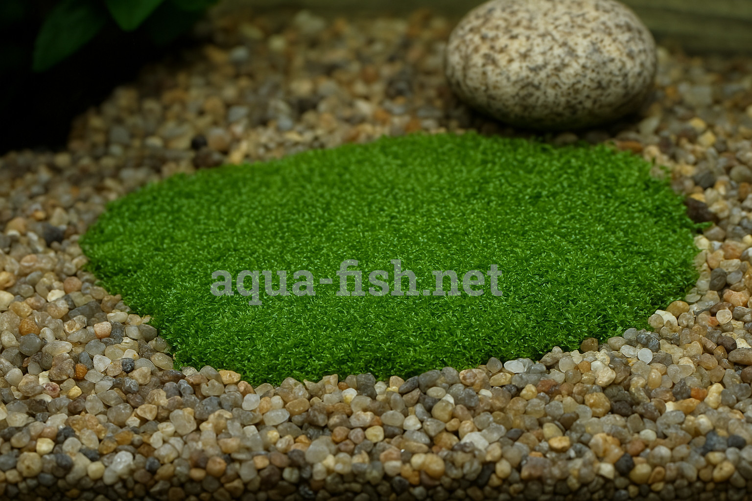 Riccia fluitans