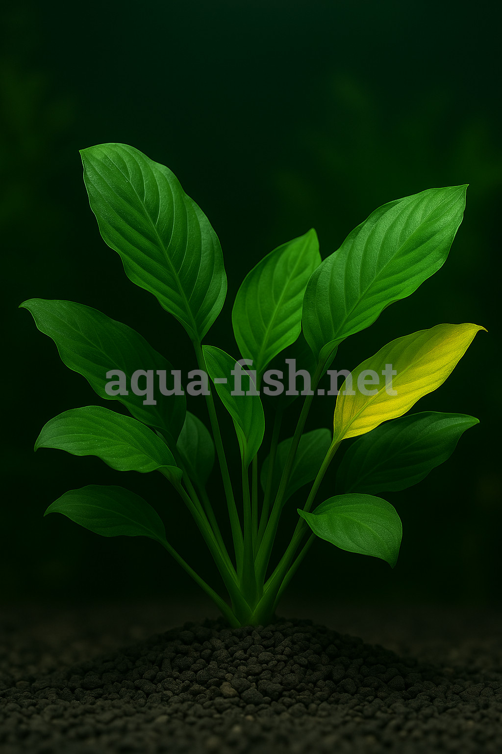 Anubias barteri “Caladiifolia” ‘1705’ Anubias barteri “Caladiifolia” ‘1705’