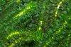 Elodea canadensis picture 2