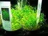 Glossostigma elatinoides picture 1