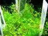Glossostigma elatinoides picture 2