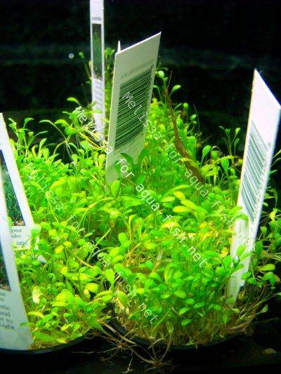 Glossostigma elatinoides