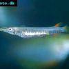 Halfbeak - Dermogenys pusilla