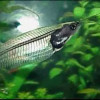 Glass catfish - Kryptopterus vitreolus