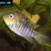 Blue-eye cichlid - Cryptoheros spilurus