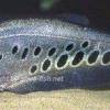 Clown knifefish - Chitala chitala