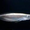 Silver arowana - Osteoglossum bicirrhosum