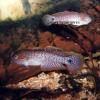 Peacock gudgeon - Tateurndina ocellicauda