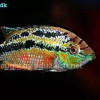 Yellow belly cichlid - Trichromis salvini