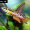 Splendid killifish - Aphyosemion splendopleure