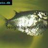 Spotfin hatchetfish - Thoracocharax stellatus