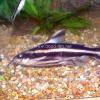 Striped raphael catfish - Platydoras costatus
